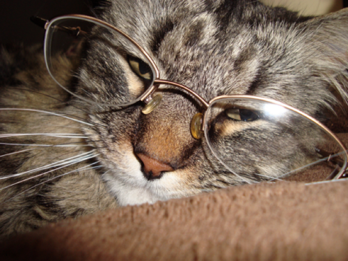 Cat_in_glasses.png