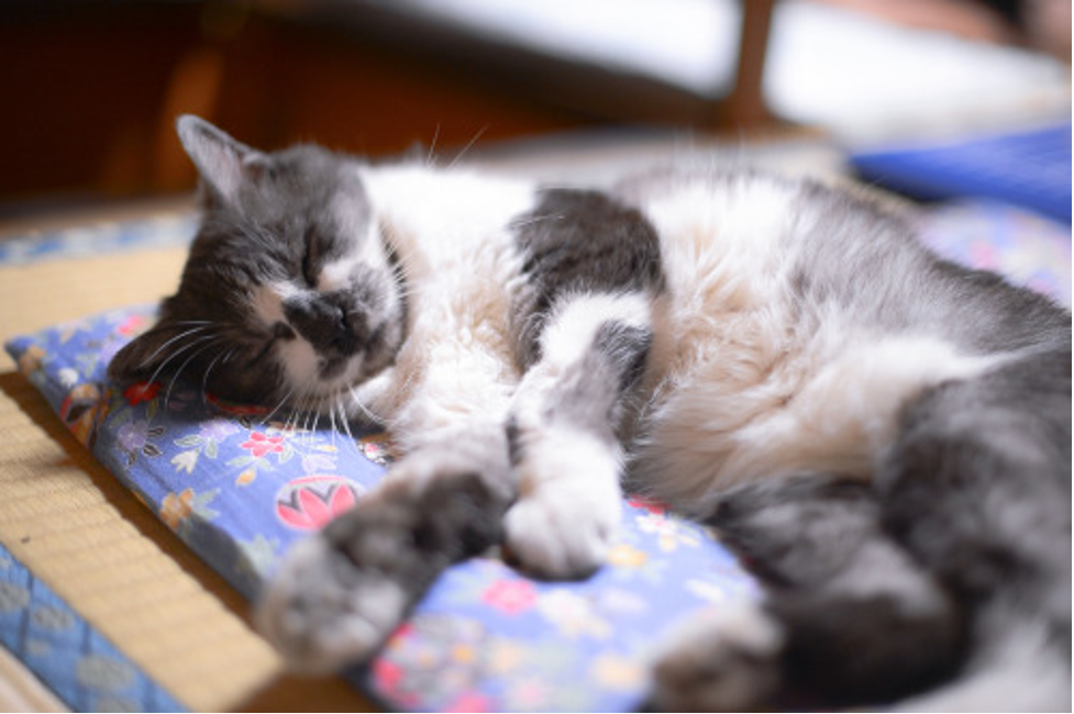 Kitty Nap