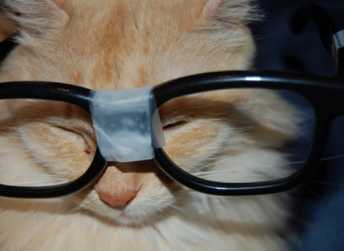 cat_with_broken_glasses.png