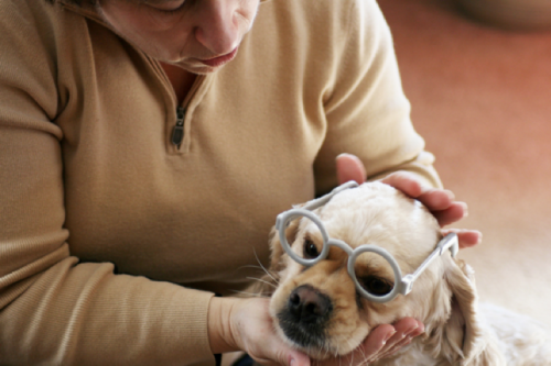 dog_in_glasses_2.png