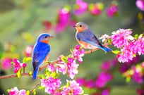 flowers and birds.jpg